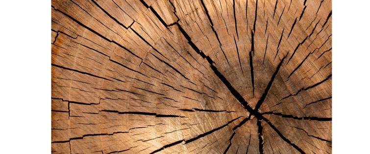 BDA: „ Mehr Holzbau für den Klimaschutz!“